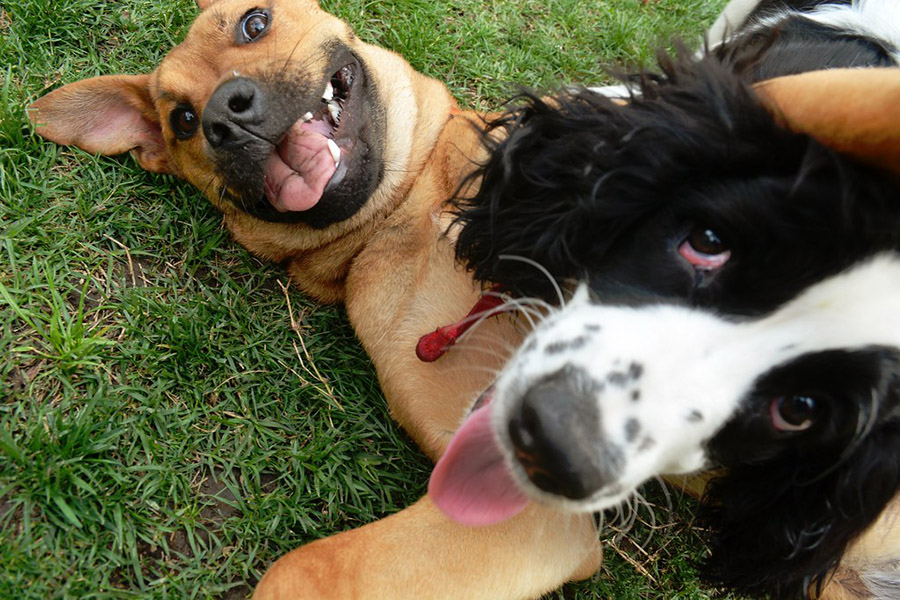 two dogs playing in grass